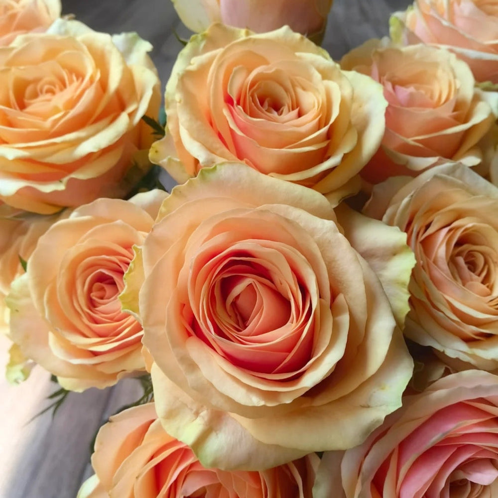 Diwyna Rose