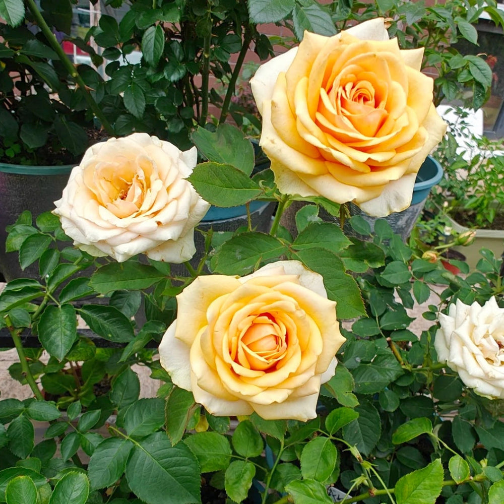 Diwyna Rose