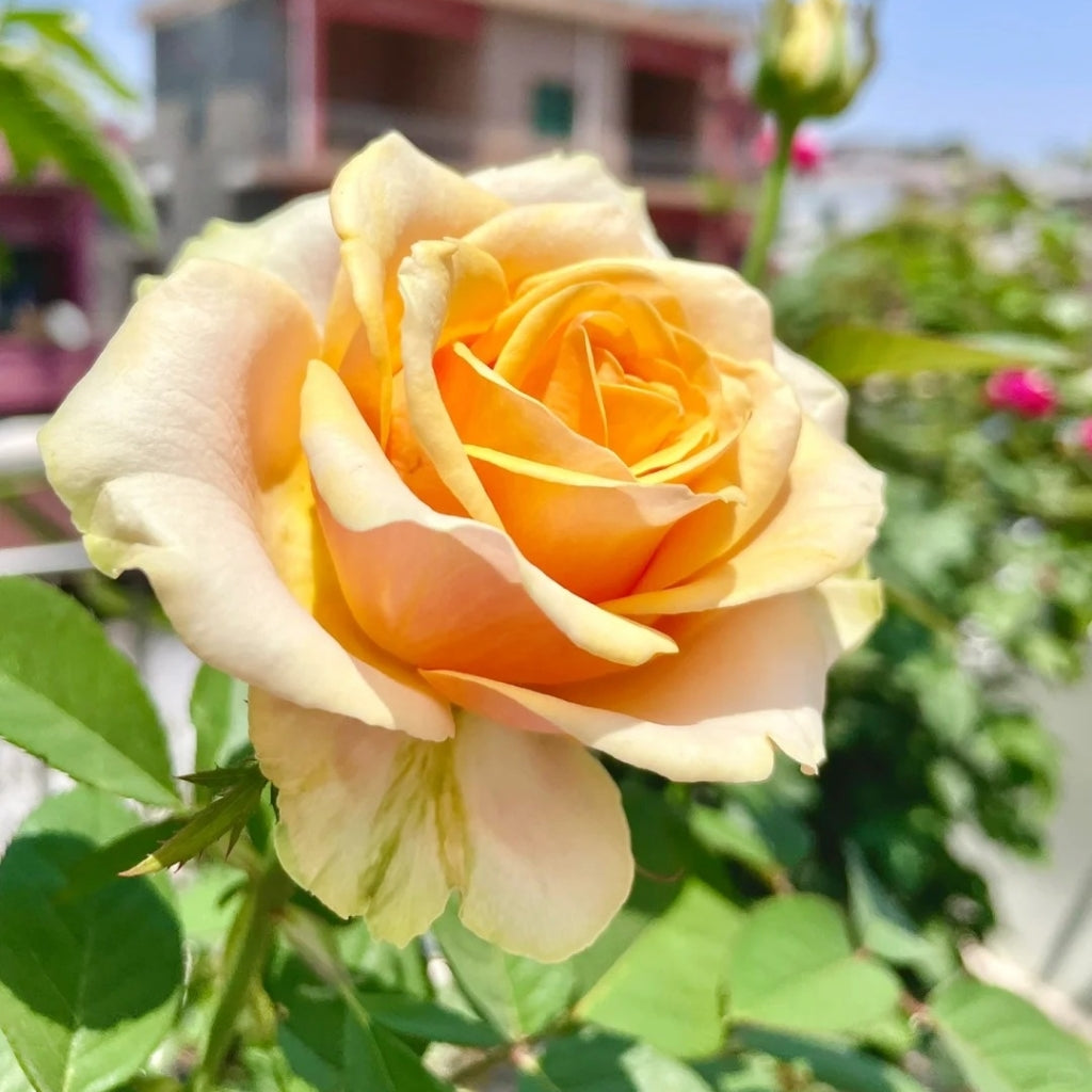 Diwyna Rose