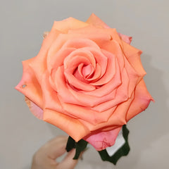 Diya's Fire Rose