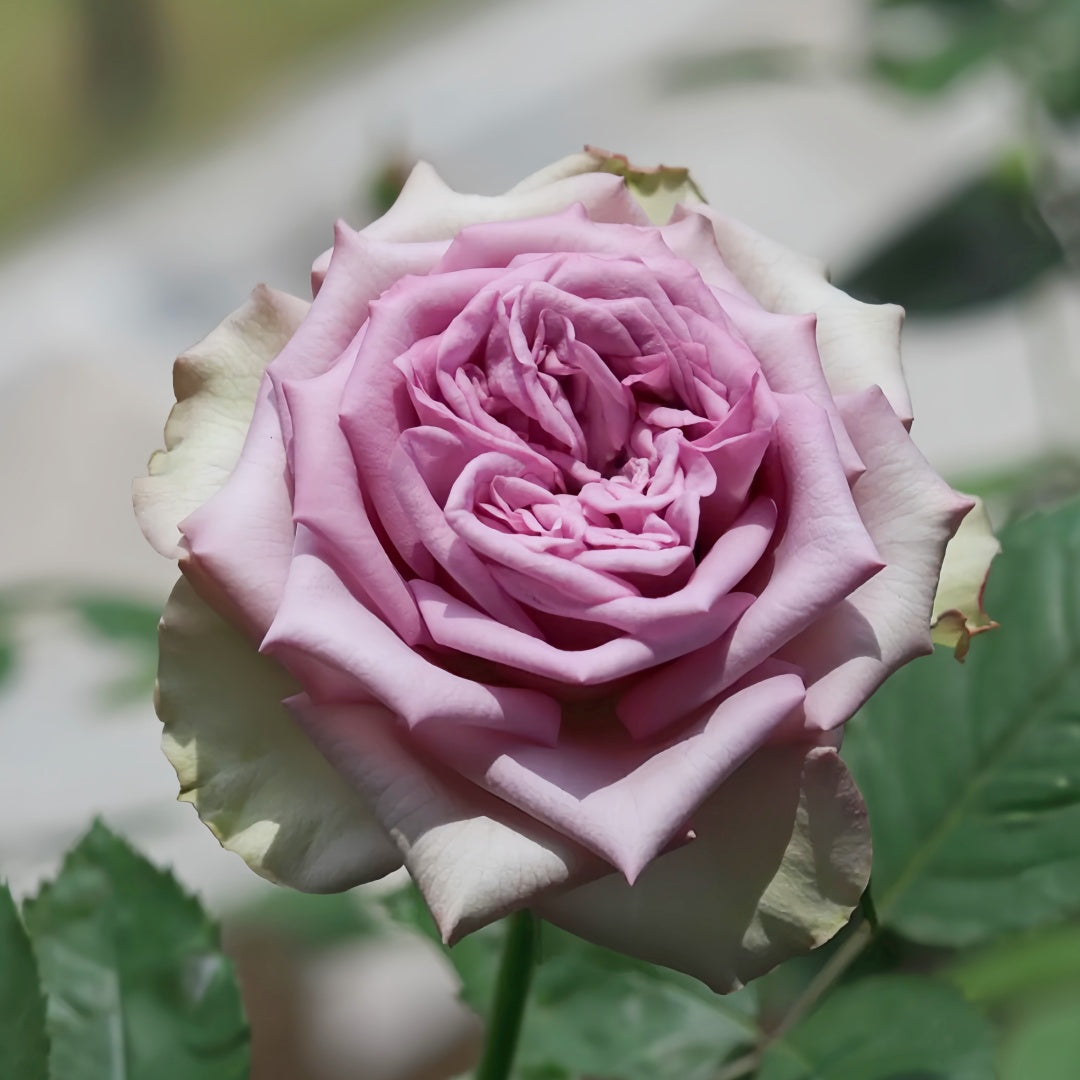 Dolcetto Rose