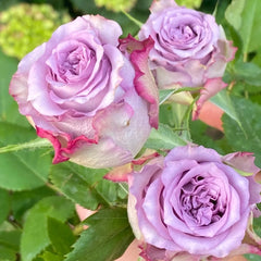 Dolcetto Rose