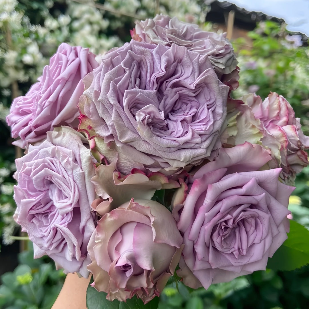 Dolcetto Rose