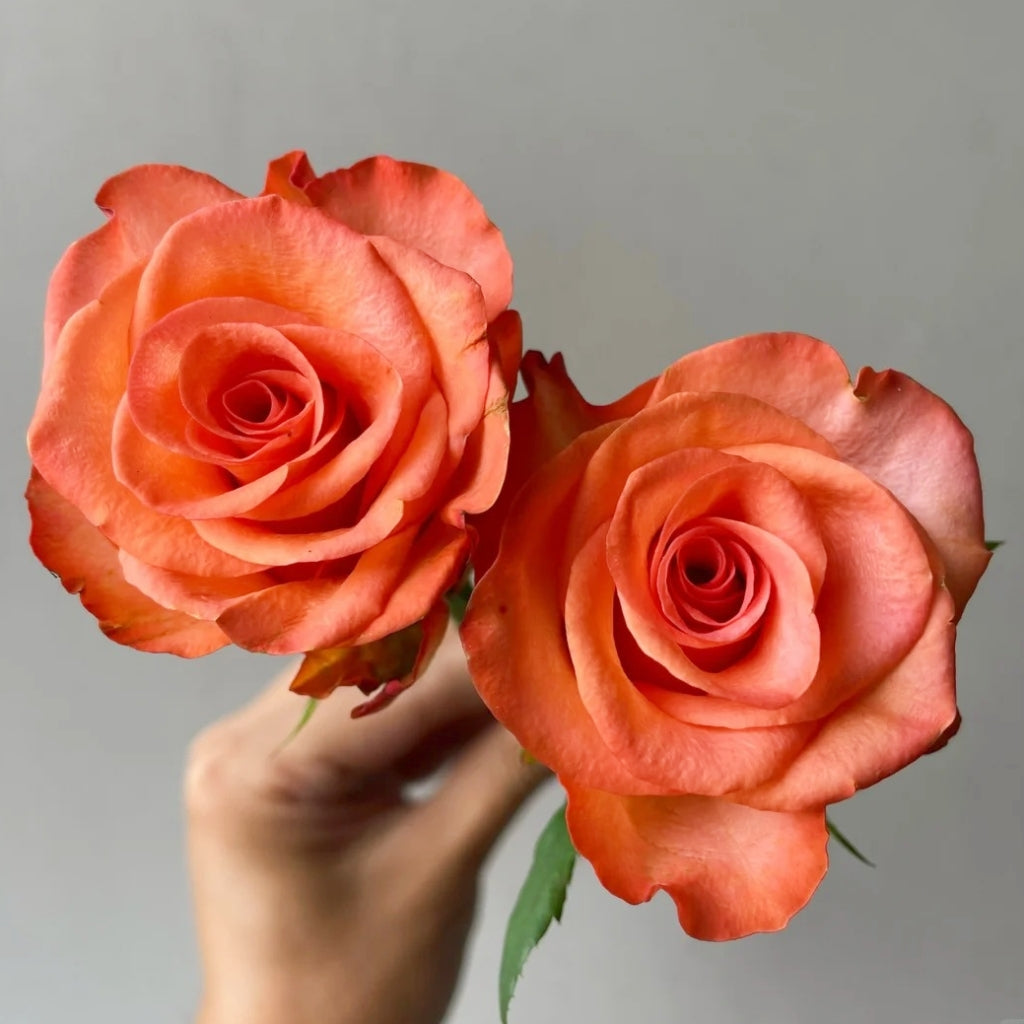 Donghua Rose