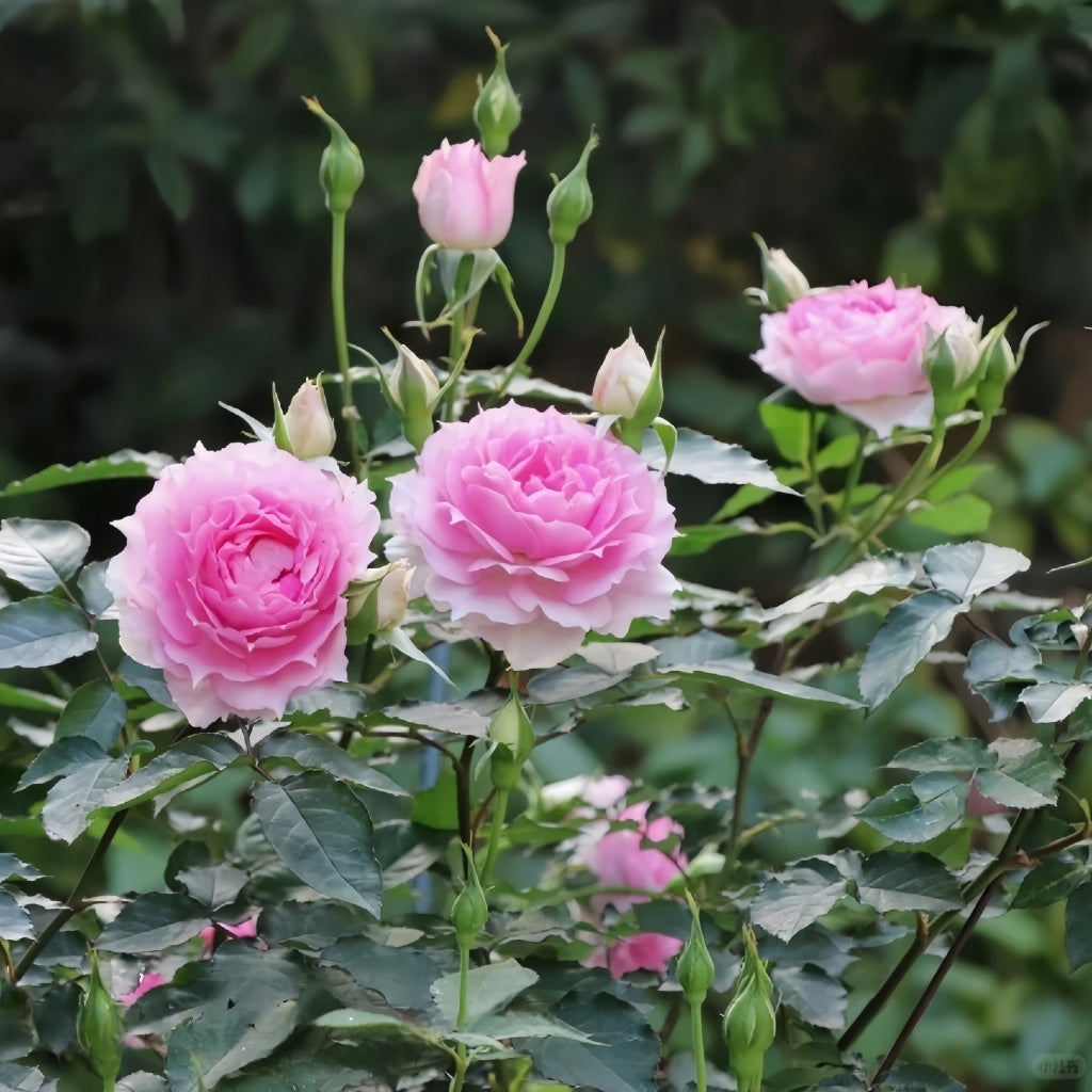 Doniazade Rose