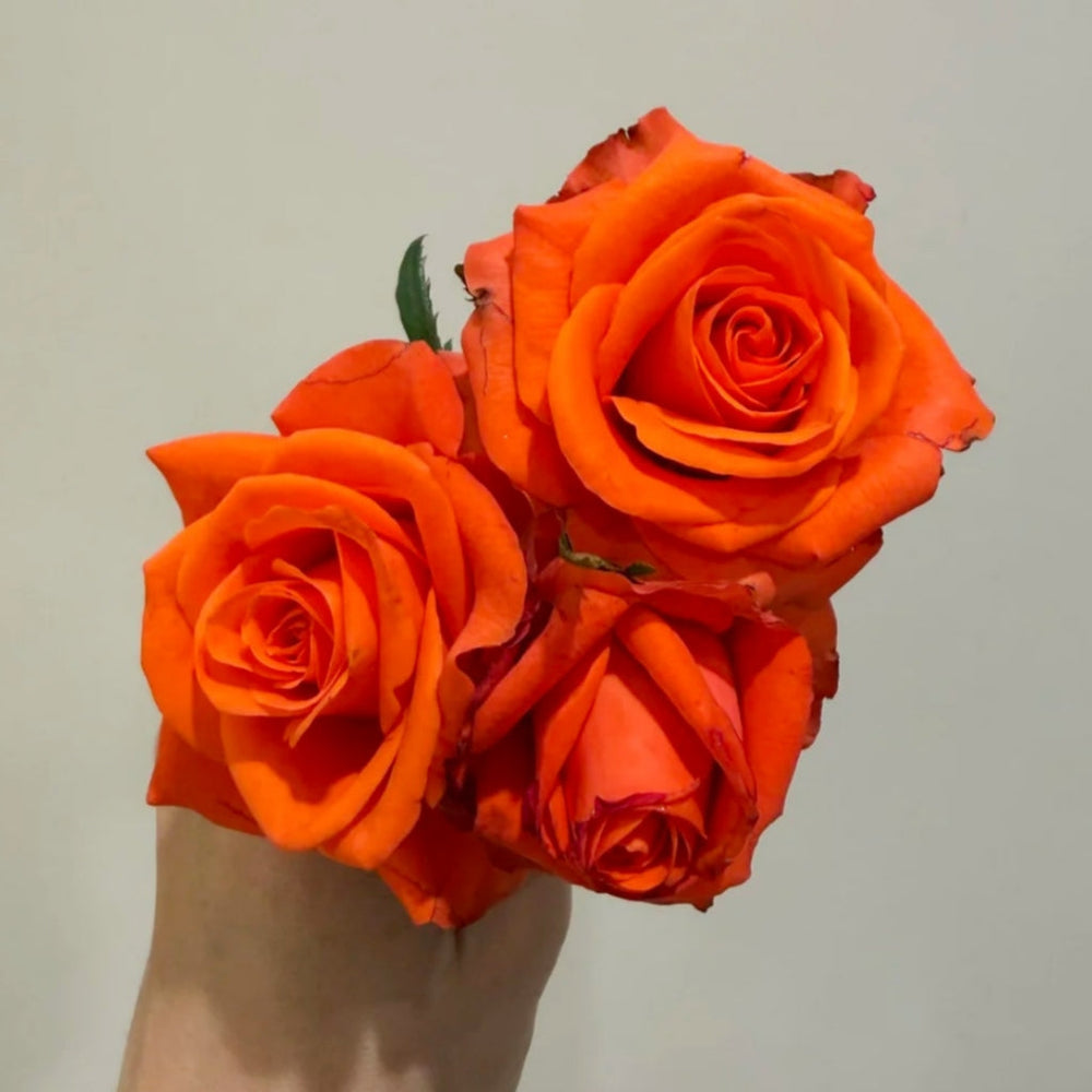 Dragon Tale Rose