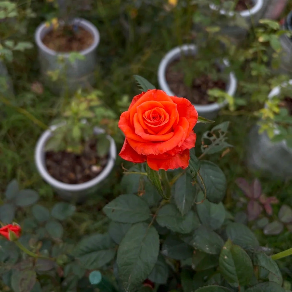 Dragon Tale Rose