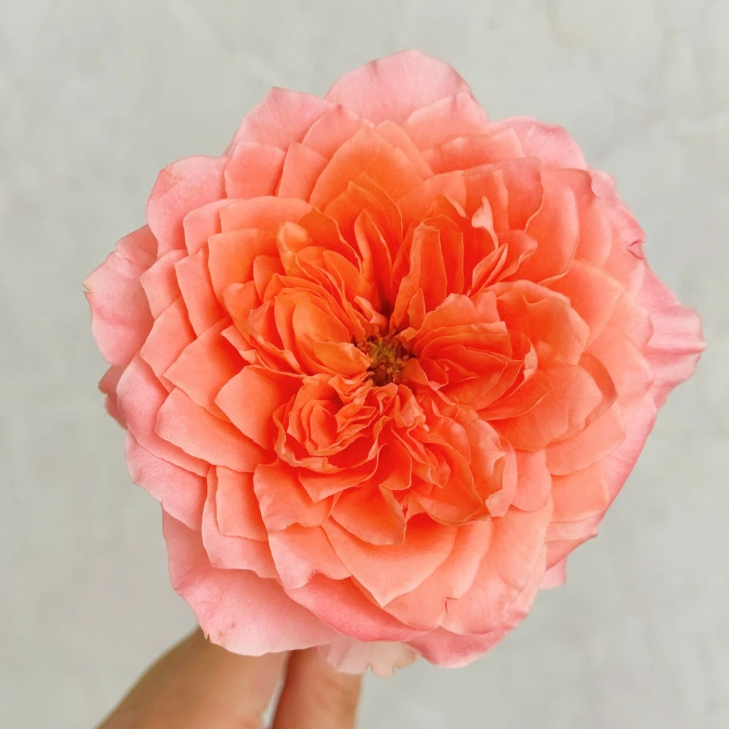 Dragonfly Rose