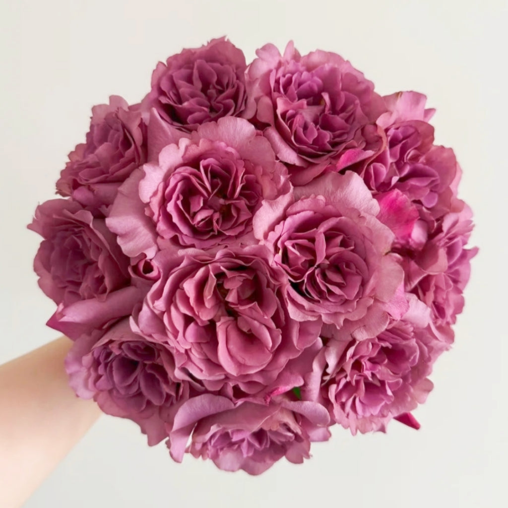 Drape Rose