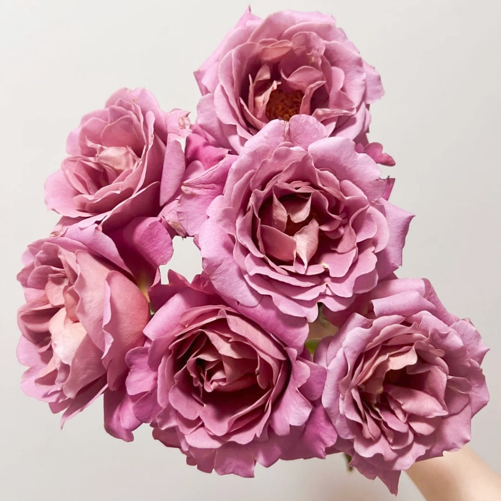 Drape Rose