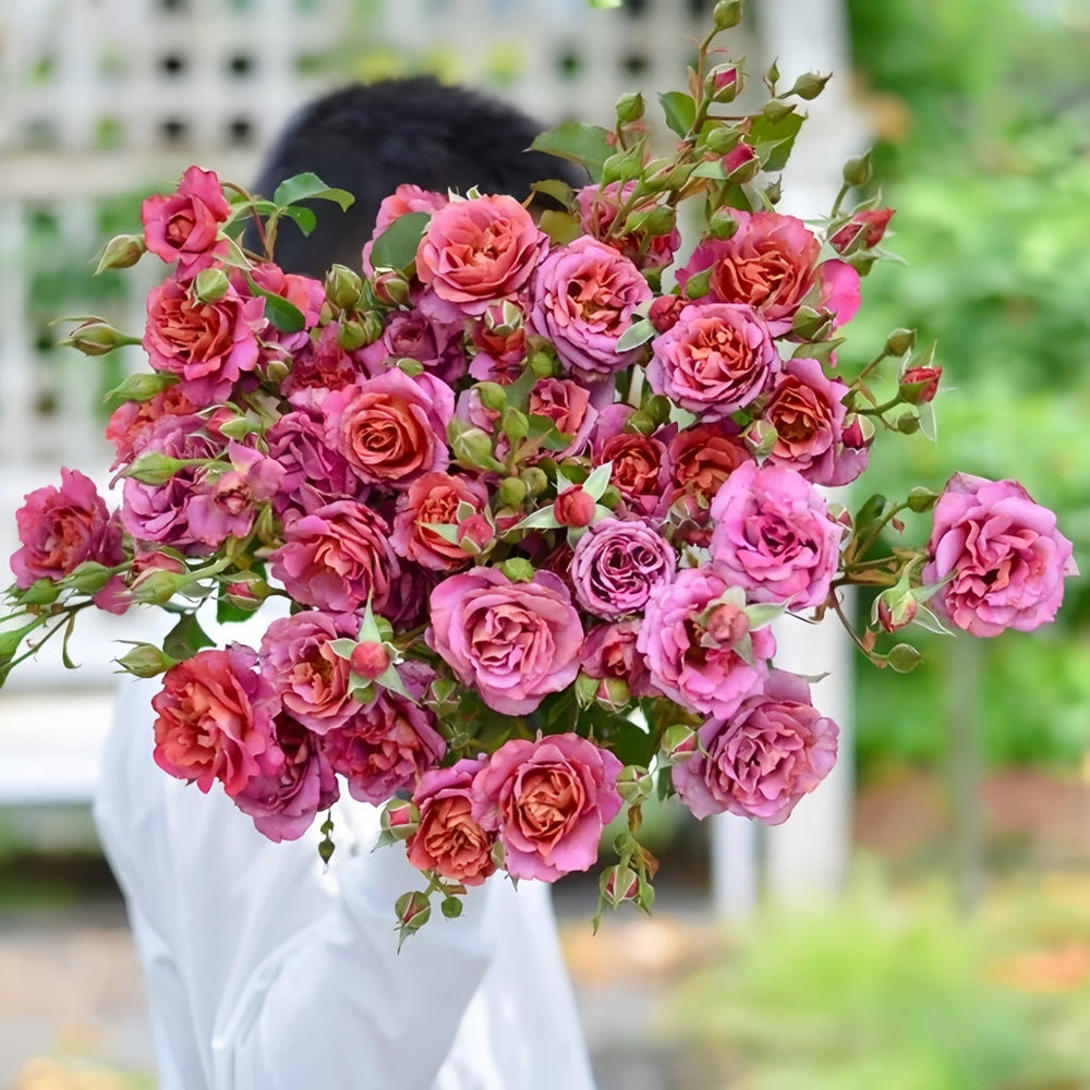 Drape Rose