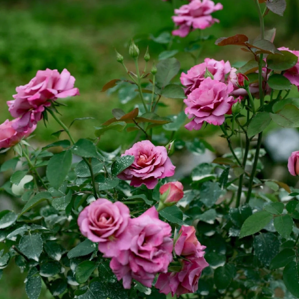 Drape Rose