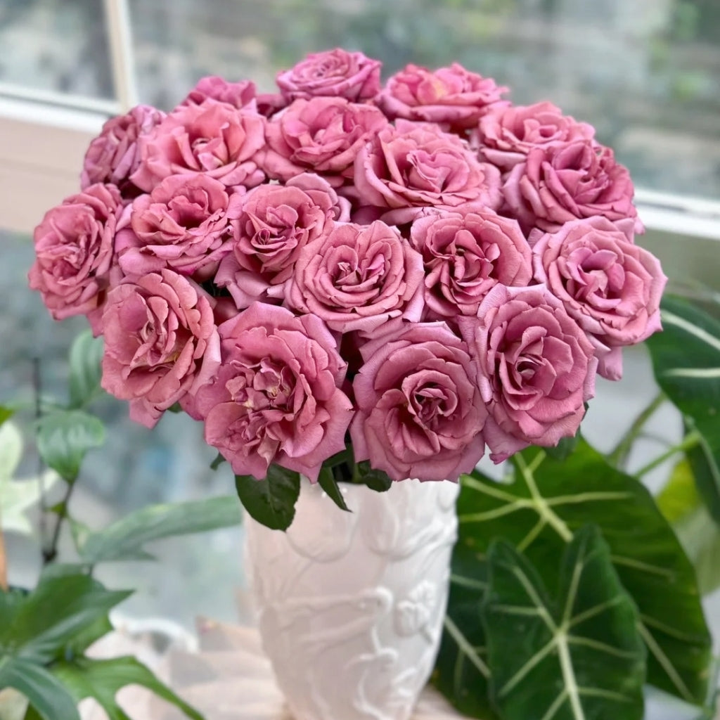 Drape Rose