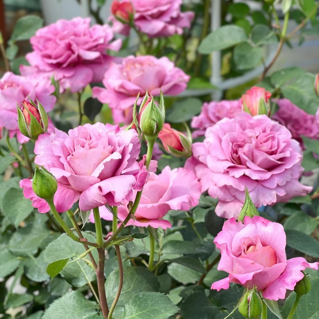 Drape Rose