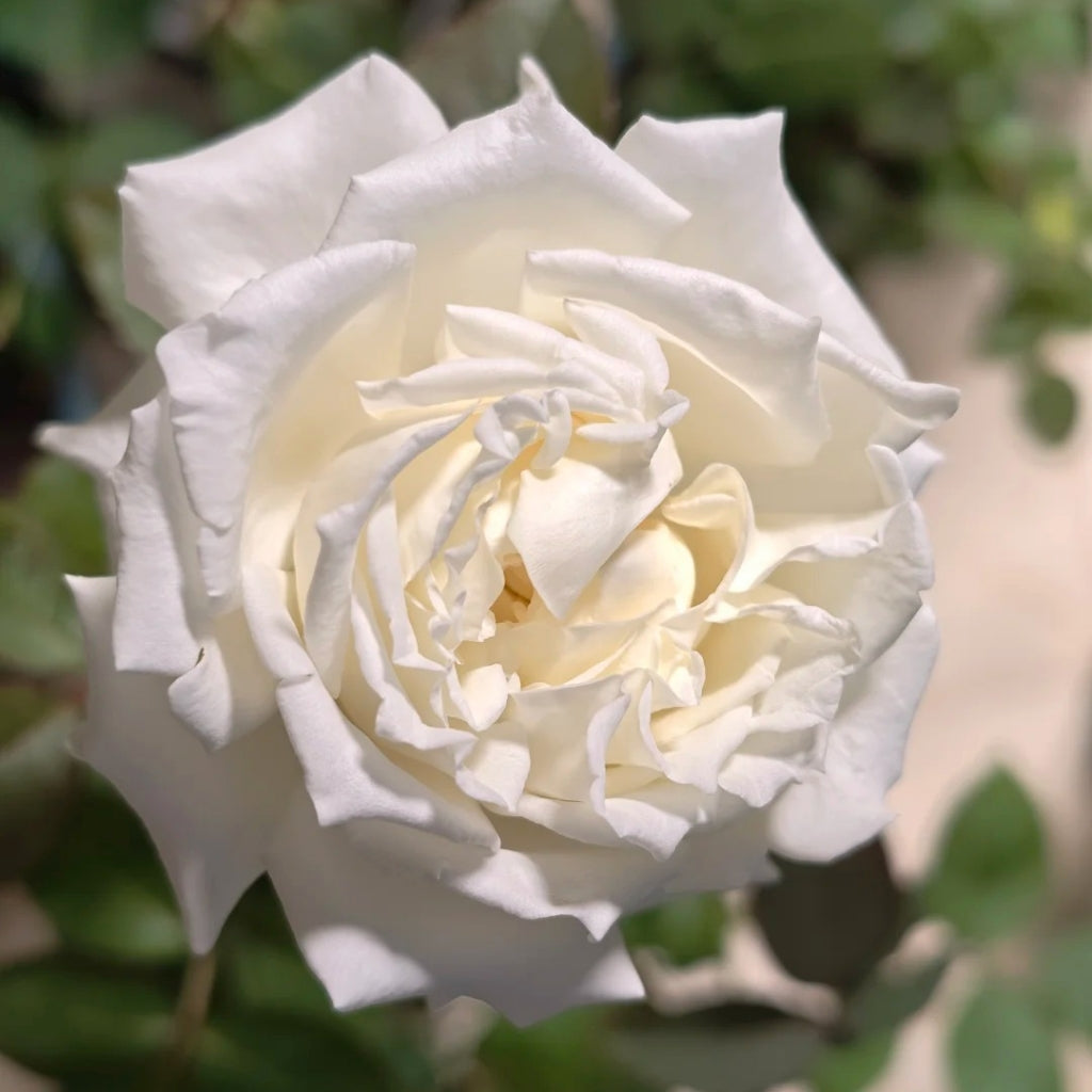 Dressy Rose