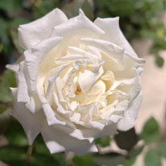 Dressy Rose