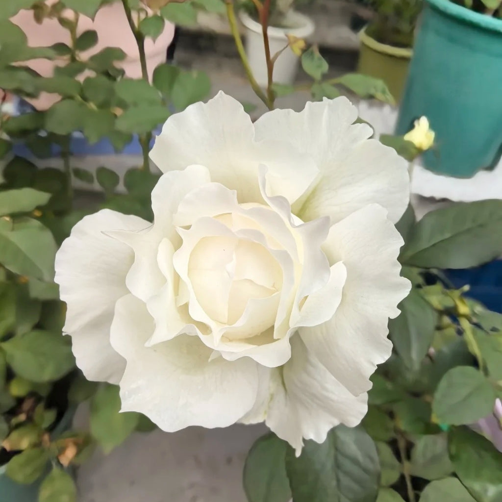 Dressy Rose