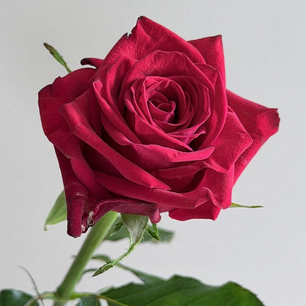 Eastern Secret Realm Rose