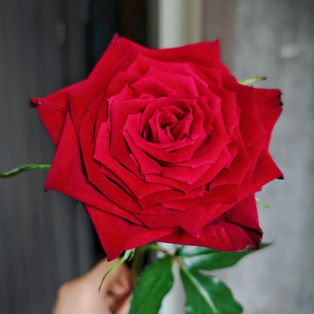 Eastern Secret Realm Rose