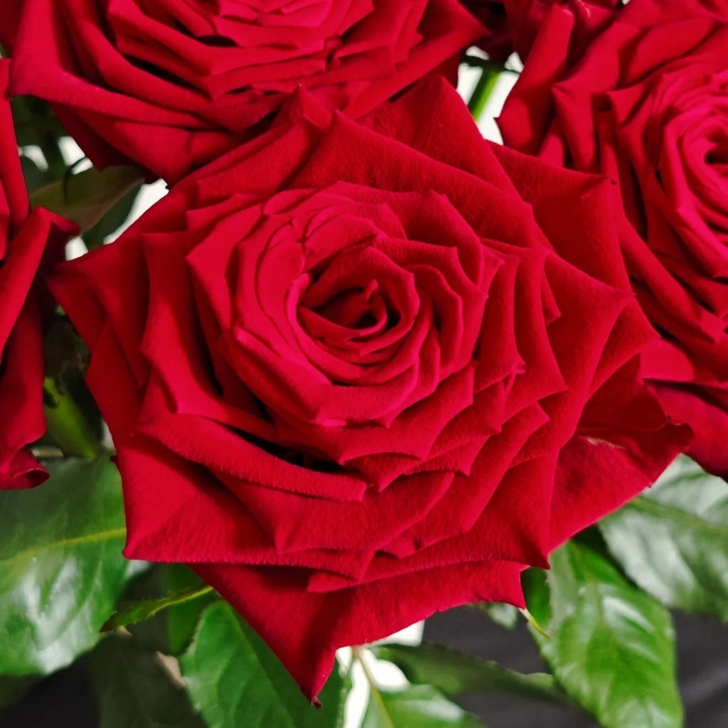 Eastern Secret Realm Rose