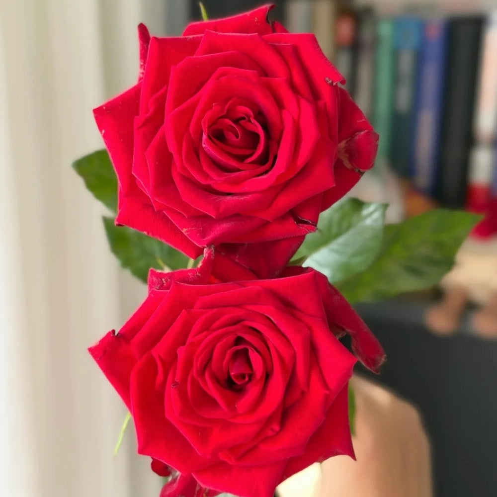 Eastern Secret Realm Rose