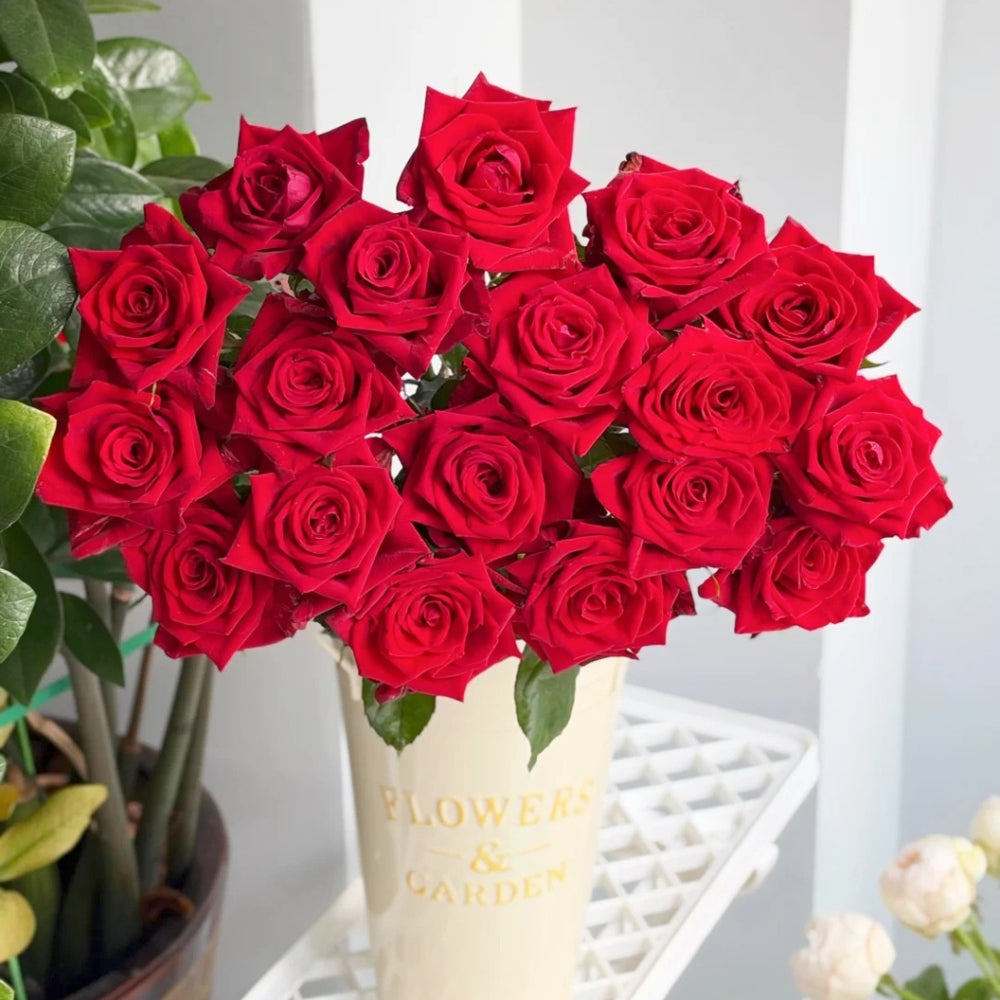 Eastern Secret Realm Rose