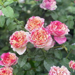 Edouard Manet Rose