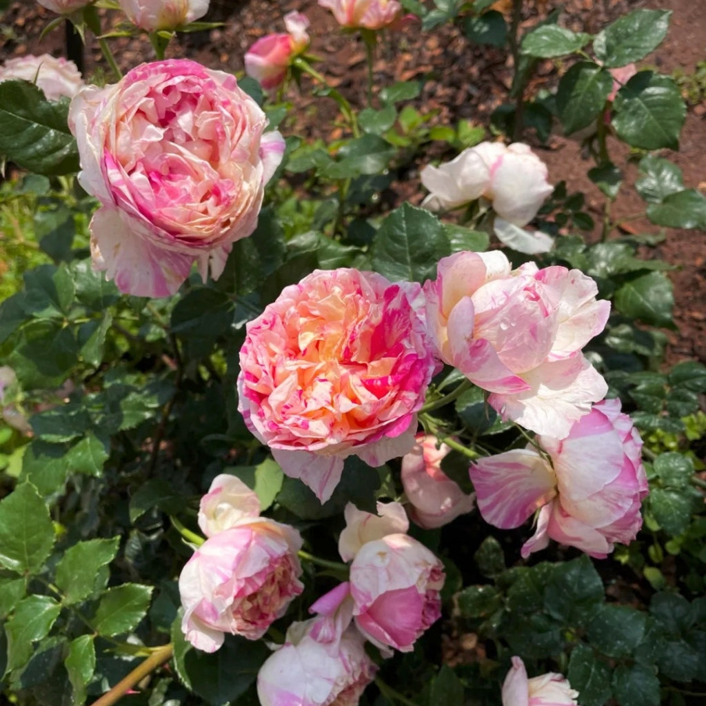 Edouard Manet Rose
