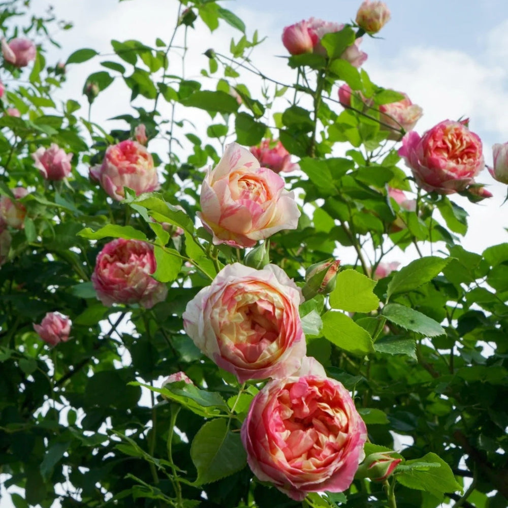 Edouard Manet Rose