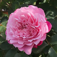 Ehon no Bara Rose