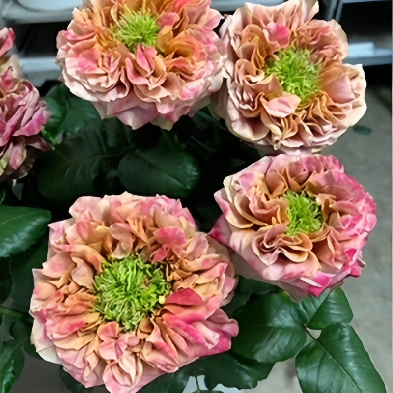 El Patron Rose