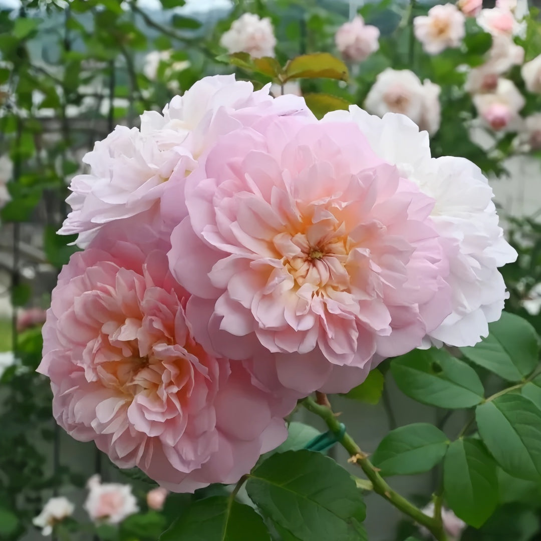 Elizabeth Rose