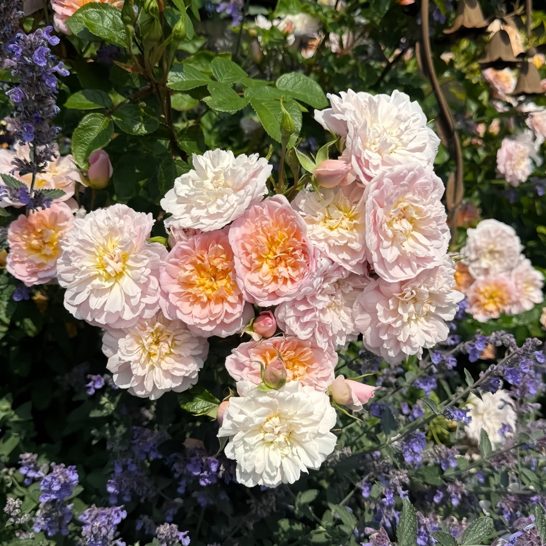 Elizabeth Rose