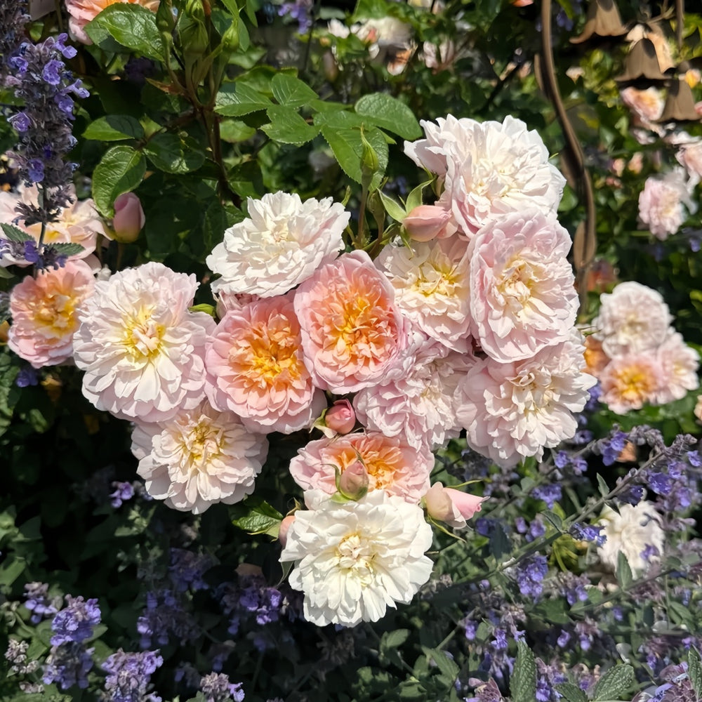 Elizabeth Rose