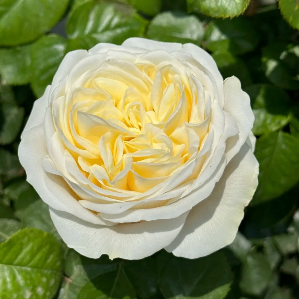 Elroy Rose
