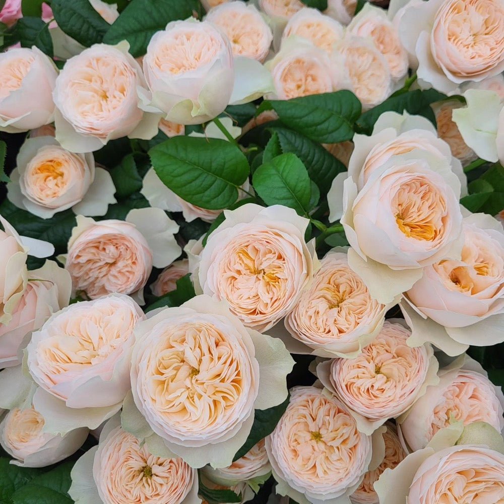 Cluster of Emma woodhouse roses vibrant blooms green leaves Rosesplant