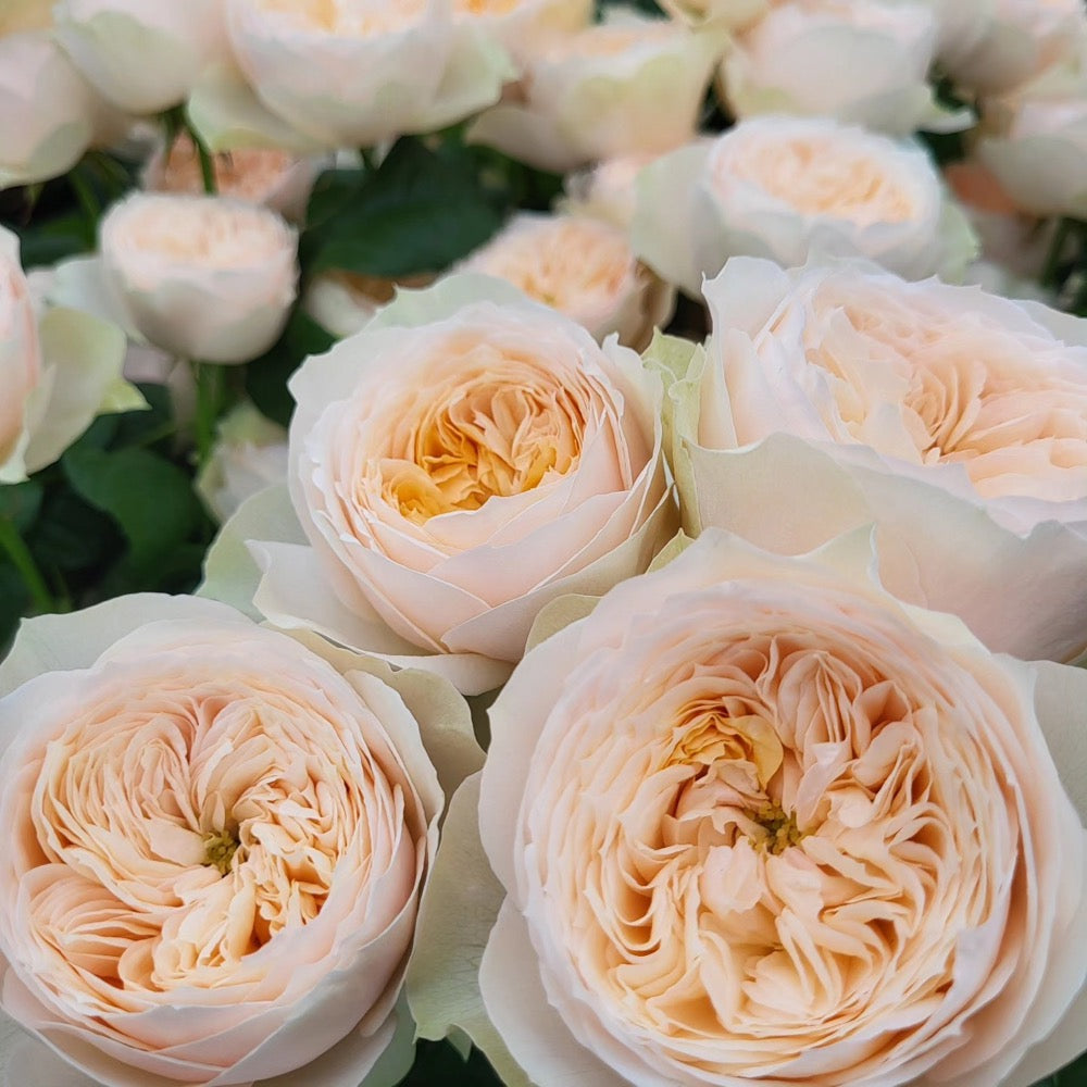 Premium Emma Woodhouse rose with soft peach petals, lush bloom, garden-ready