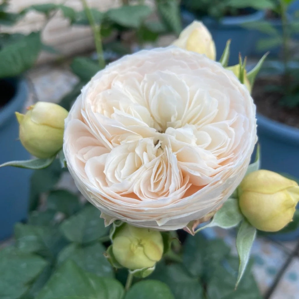 Emma woodhouse rose full bloom with surrounding buds green leaves Rosesplant
