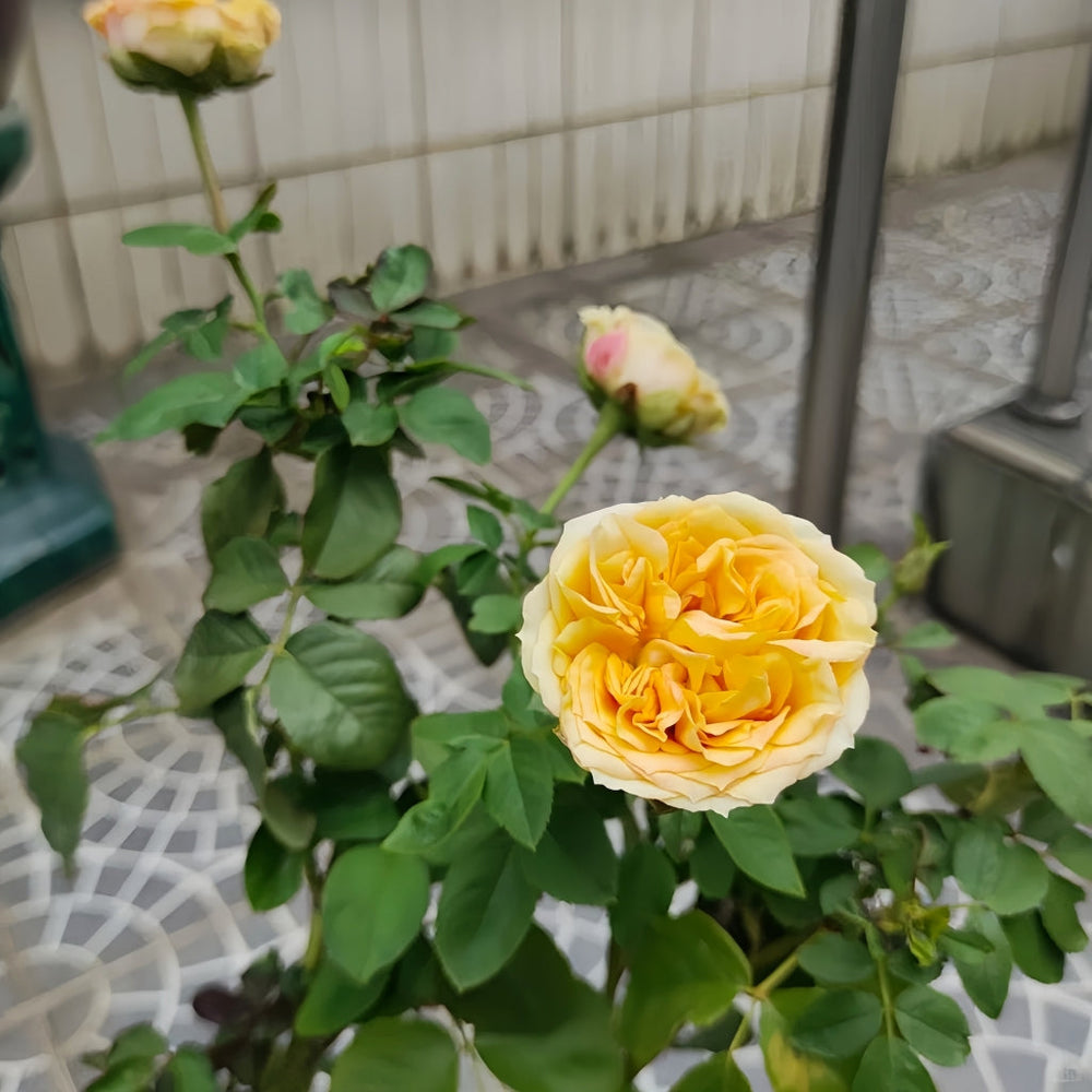 Endless Summer Rose