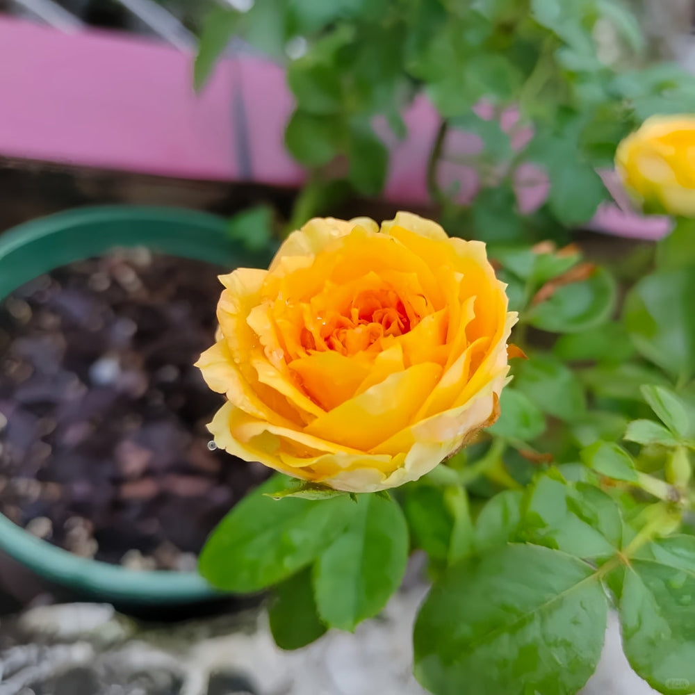Endless Summer Rose