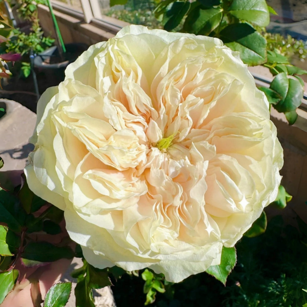 Enid Rose