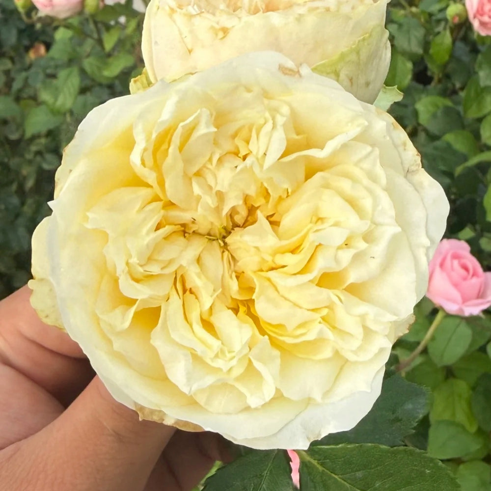 Enid Rose