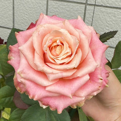 Escalante Rose