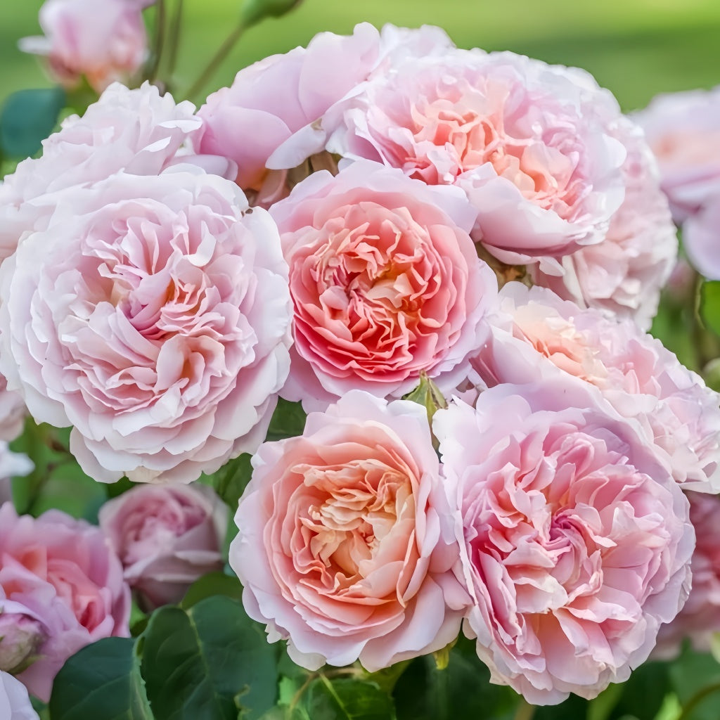 Eustacia Vye Rose