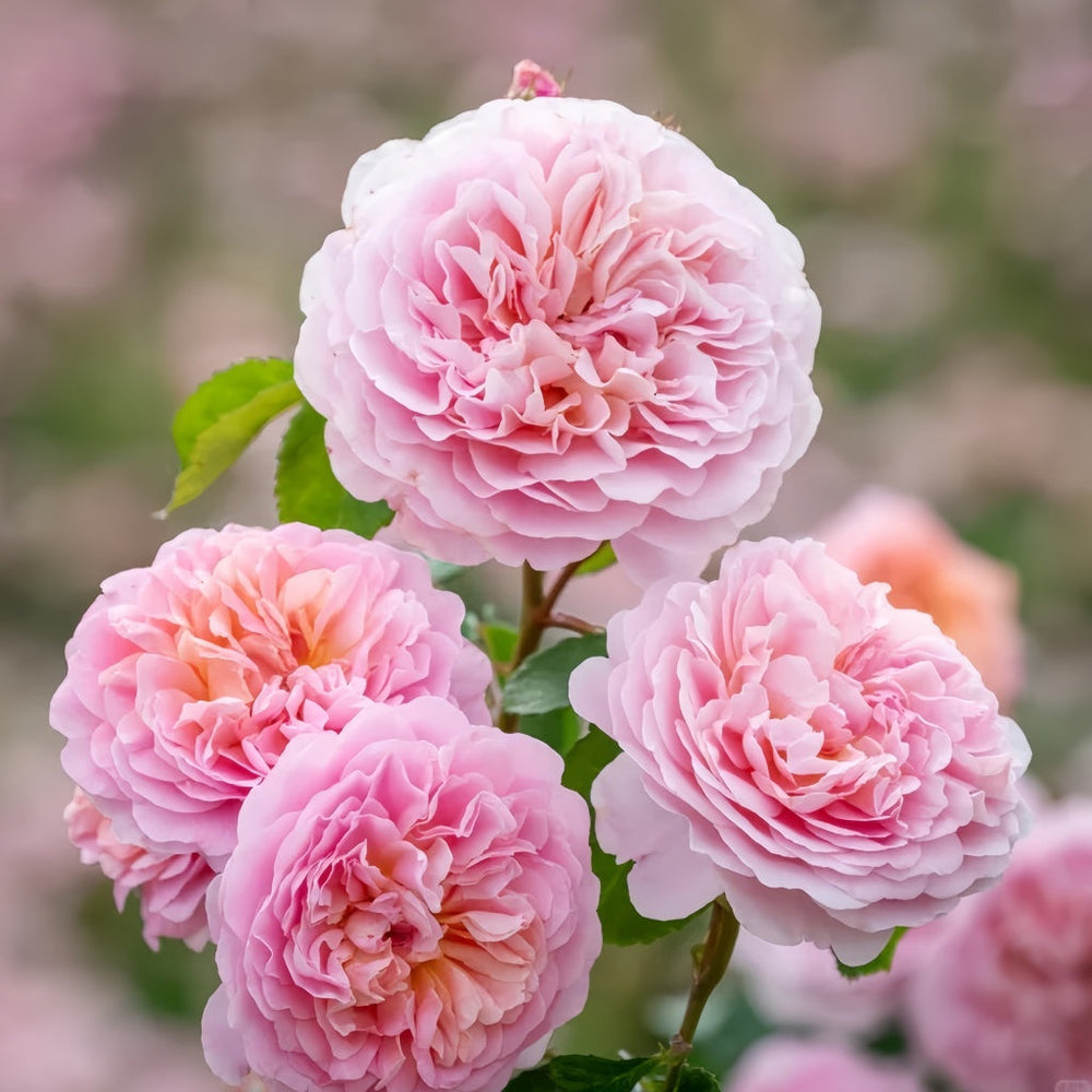 Eustacia Vye Rose