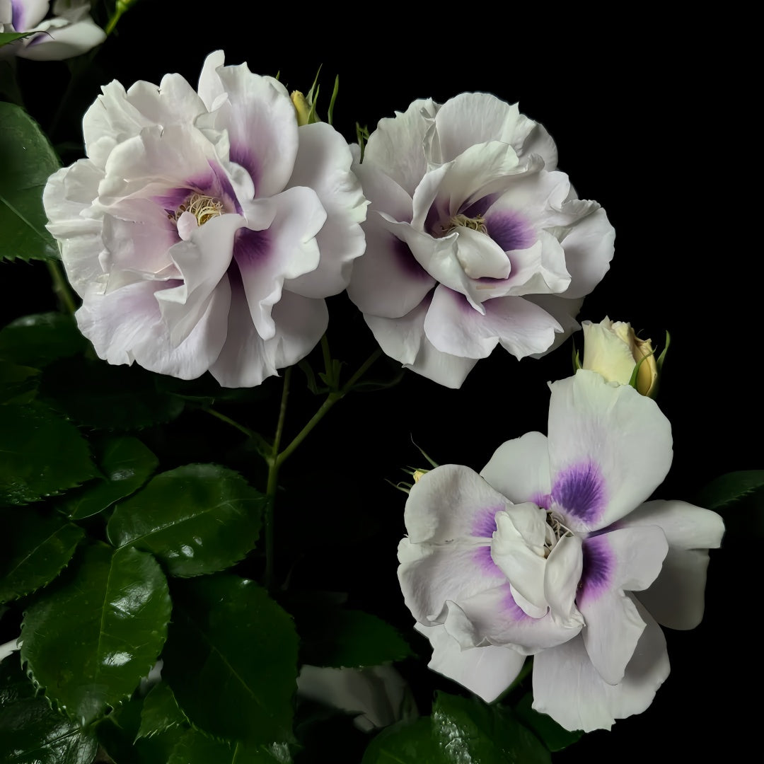 Eyes for You Rose