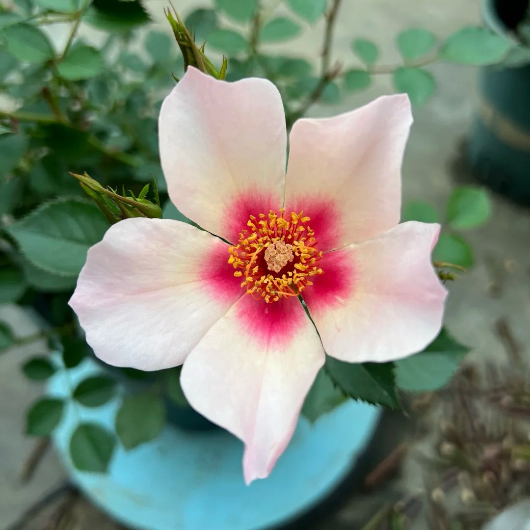 Eyes for You Rose