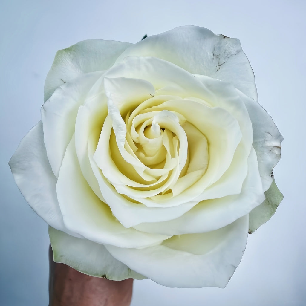 Fairmont Rose