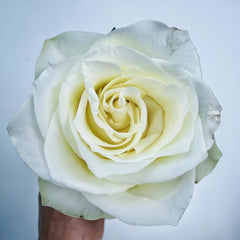 Fairmont Rose