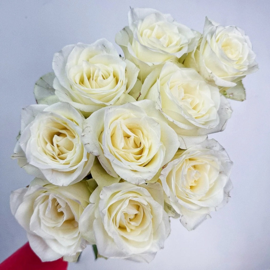 Fairmont Rose
